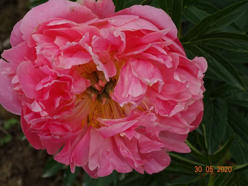 Pink Hawaiian Coral - Irisi si bujori 2020