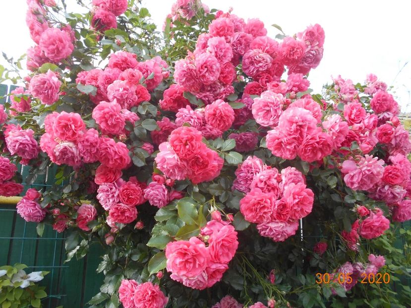  - Rosarium Uetersen