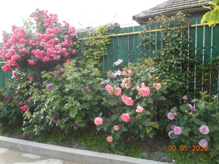  - Rosarium Uetersen