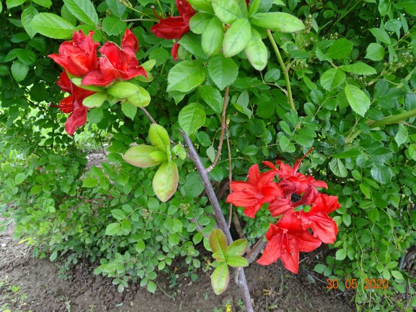 azalea Doloroso - Dobarland 2020 3