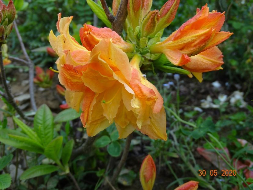 azalea Csardas - Dobarland 2020 3
