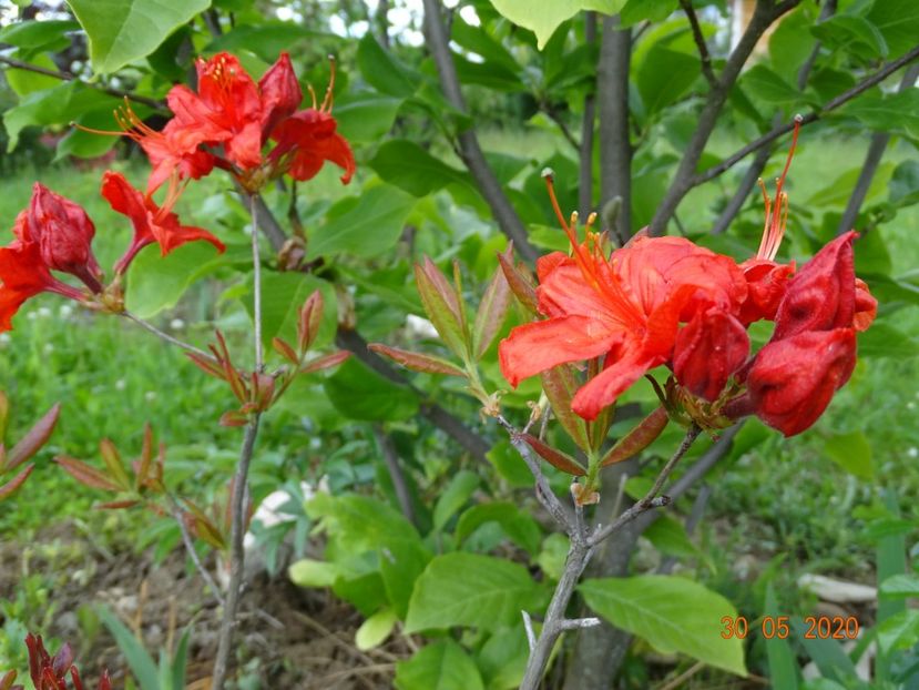 azalea Fireball - Dobarland 2020 3