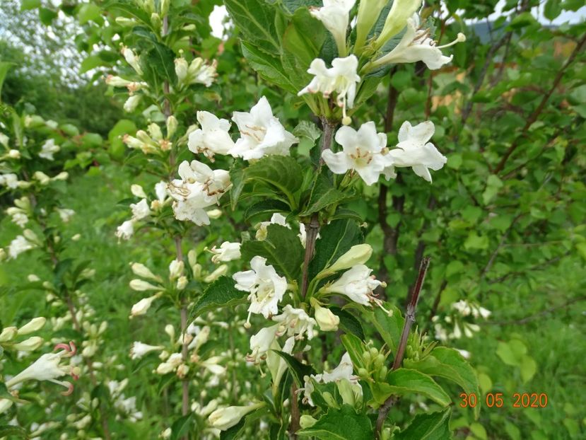weigela candida - Dobarland 2020 3