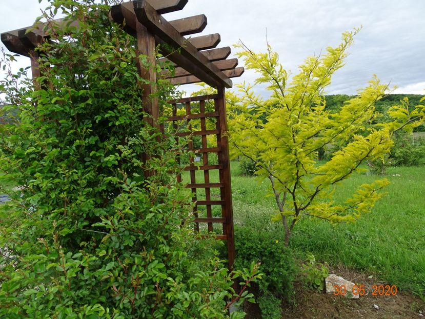 gleditsia Sunburst - Dobarland 2020 3