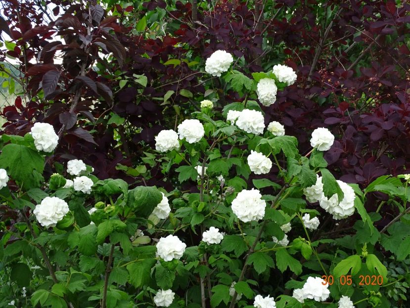 viburnum opulus Roseum - Dobarland 2020 3