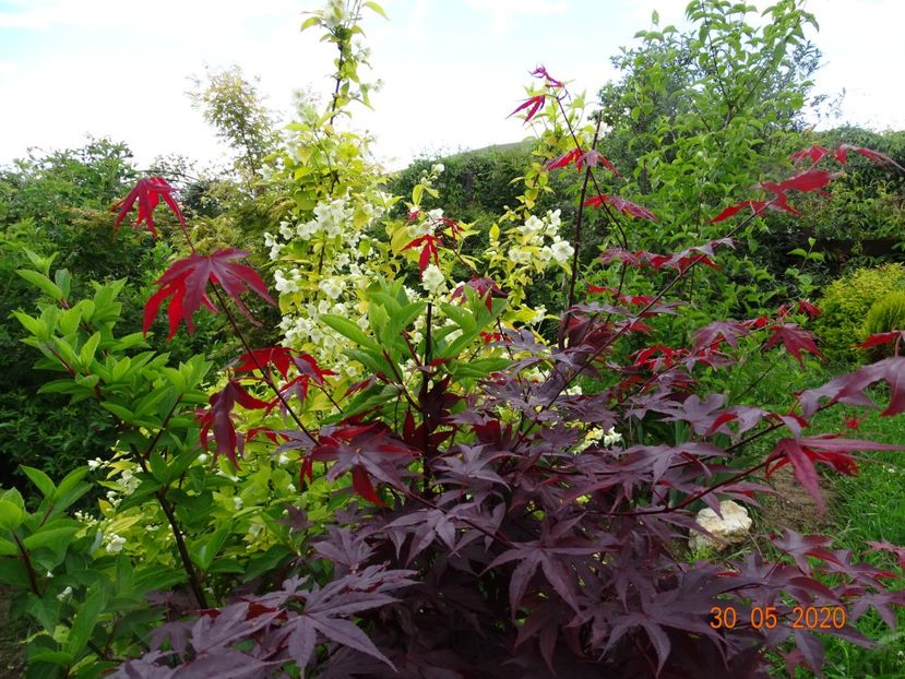 acer palmatum Trompenburg - Dobarland 2020 3
