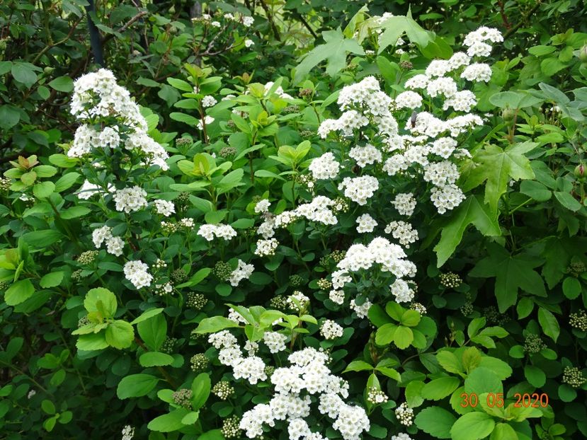 spiraea betulifolia Tor - Dobarland 2020 3