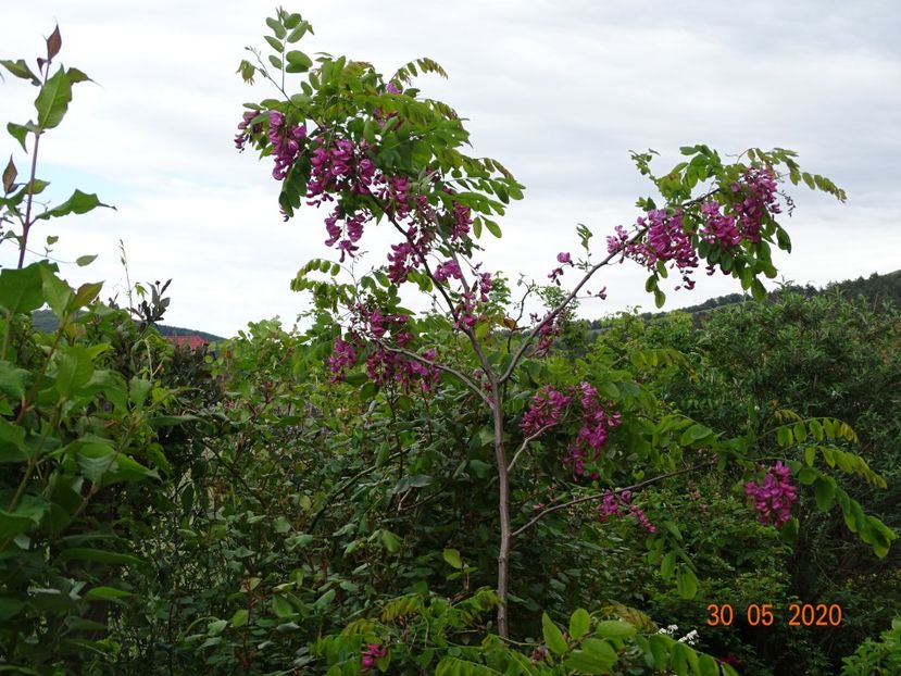 robinia Casque Rouge - Dobarland 2020 3
