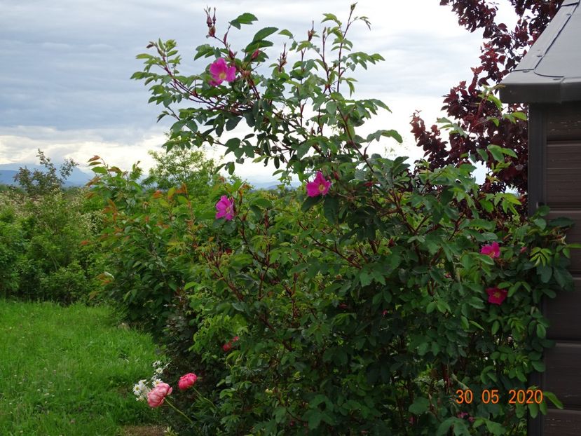rosa pendulina Harstad - Dobarland 2020 3