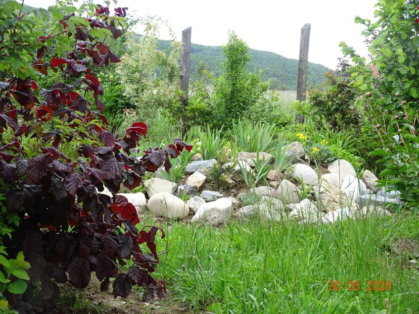 corylus Red Majestik - Dobarland 2020 3