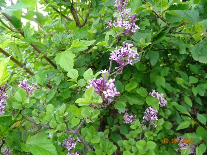 syringa Palibin - Dobarland 2020 3