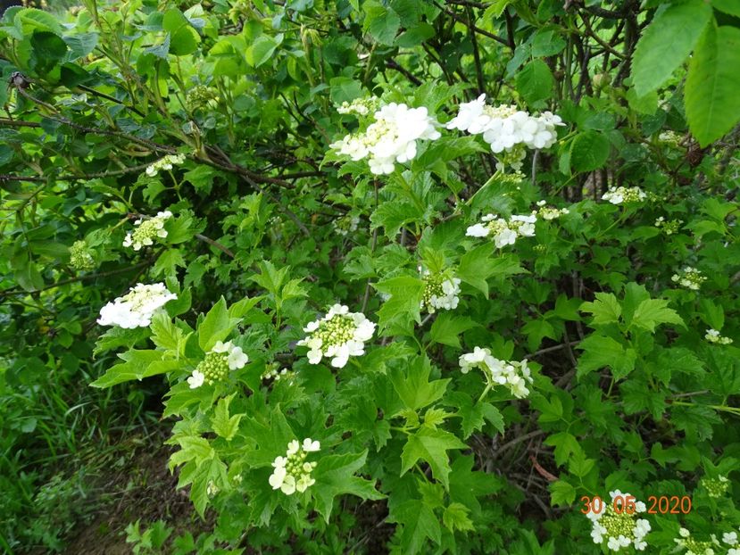 viburnum xanthocarpum - Dobarland 2020 3