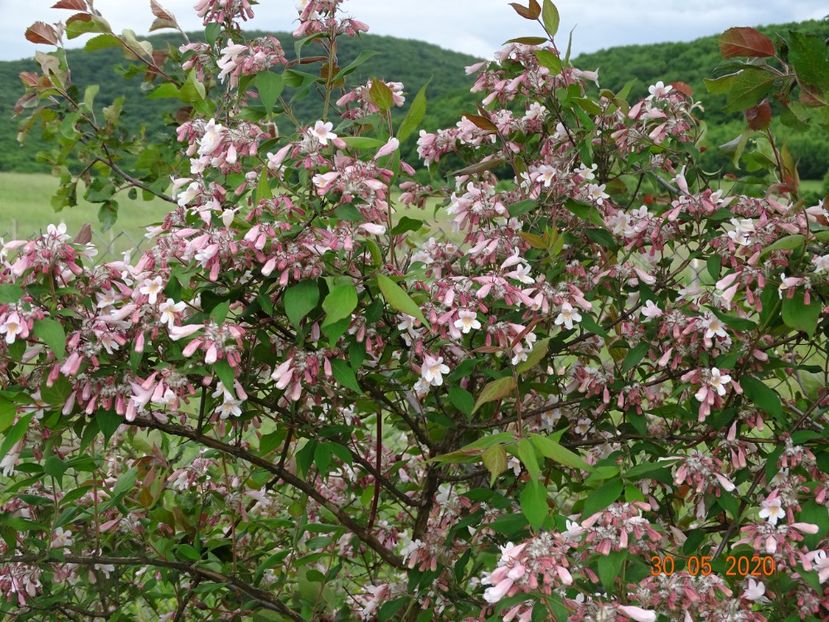 kolkwitzia amabilis Pink Cloud - Dobarland 2020 3