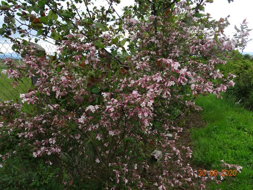 kolkwitzia amabilis Pink Cloud - Dobarland 2020 3