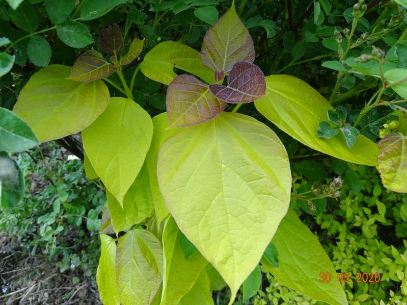 catalpa Aurea - Dobarland 2020 3