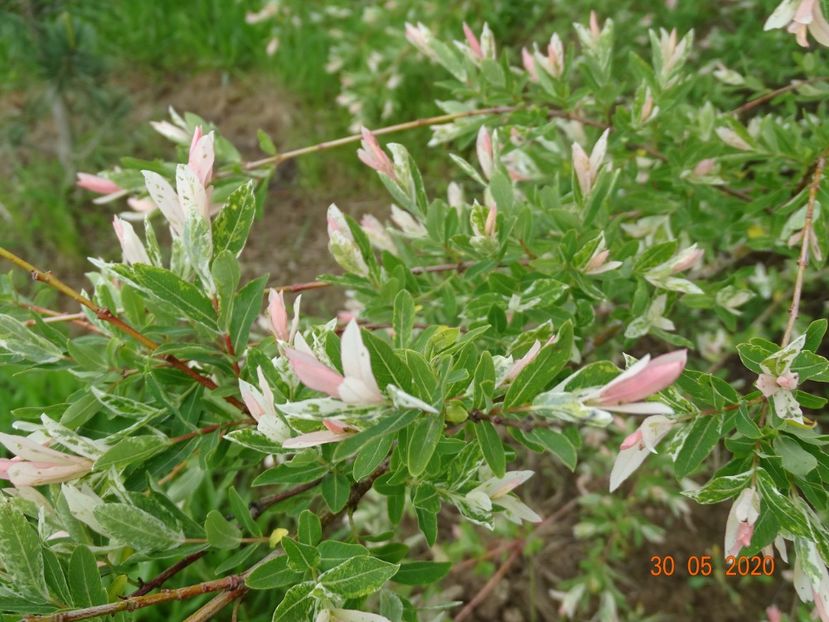 salix Hakuro Nishiki - Dobarland 2020 3