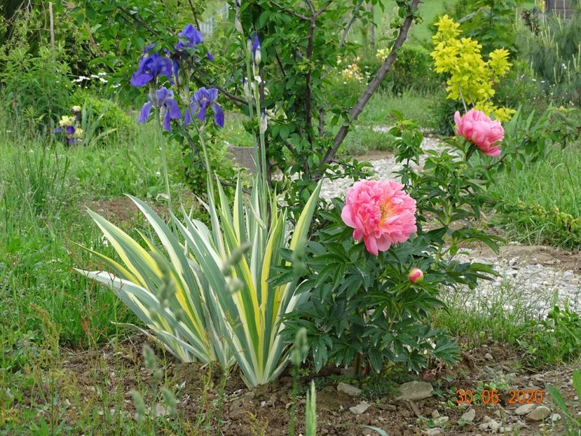 Pink Hawaiian Coral si iris pallida variegata - Dobarland 2020 3