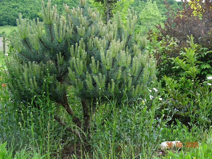 pinus Watereri - Dobarland 2020 3