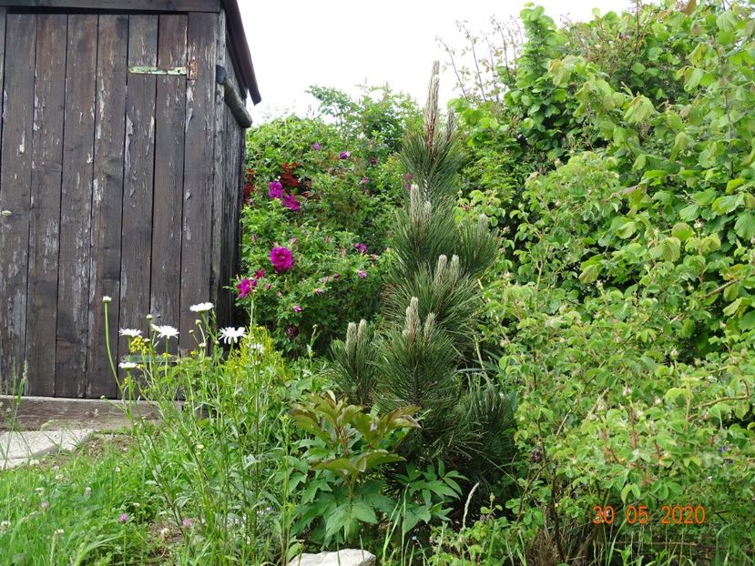 pinus leucodermis Satellite - Dobarland 2020 3