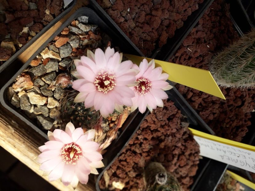 Mediolobivia sp. - Cactusi înfloriti 2020