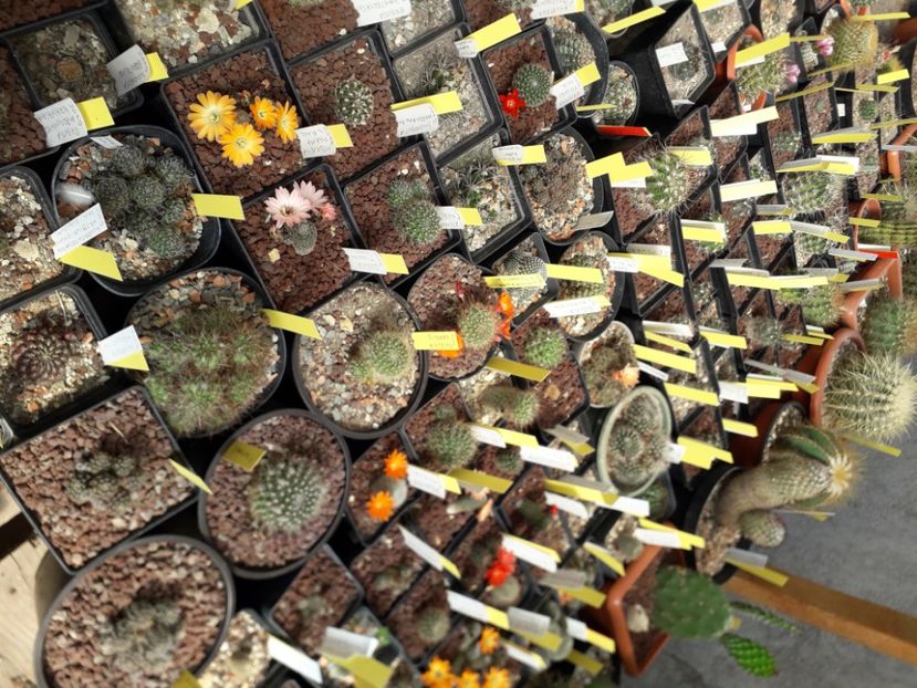 Grup plante înflorite - Cactusi înfloriti 2020