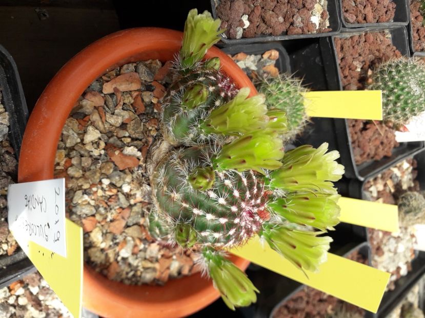 Echinocereus viridiflorus - Cactusi înfloriti 2020