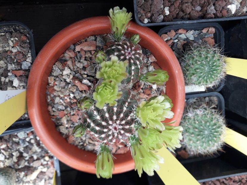 Echinocereus viridiflorus - Cactusi înfloriti 2020