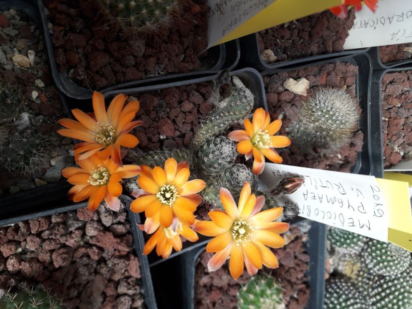 Mediolobivia pygmaea v. rutiliflora - Cactusi înfloriti 2020