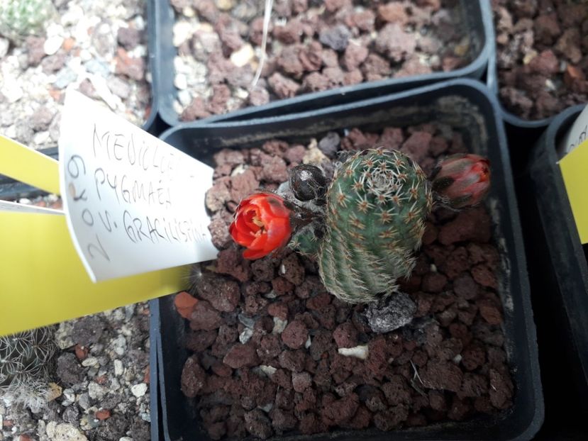 Mediolobivia pygmaea v  gracilispina - Cactusi înfloriti 2020