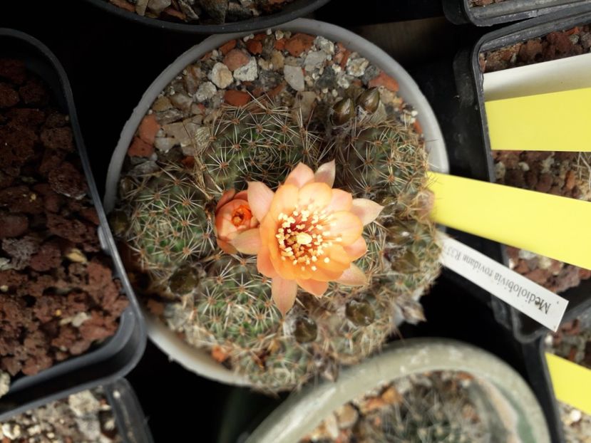 Mediolobivia rovidana - Cactusi înfloriti 2020