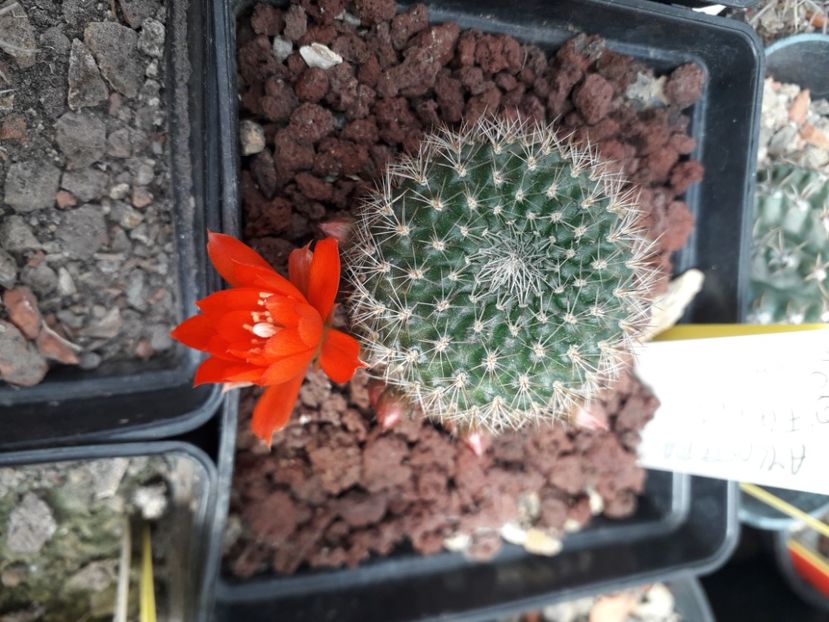  - Cactusi înfloriti 2020
