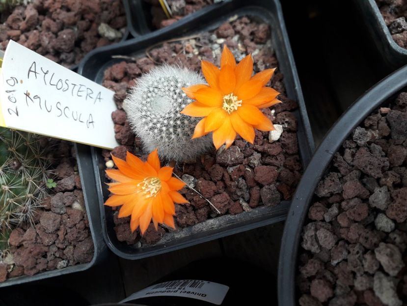 Aylostera muscula m - Cactusi înfloriti 2020