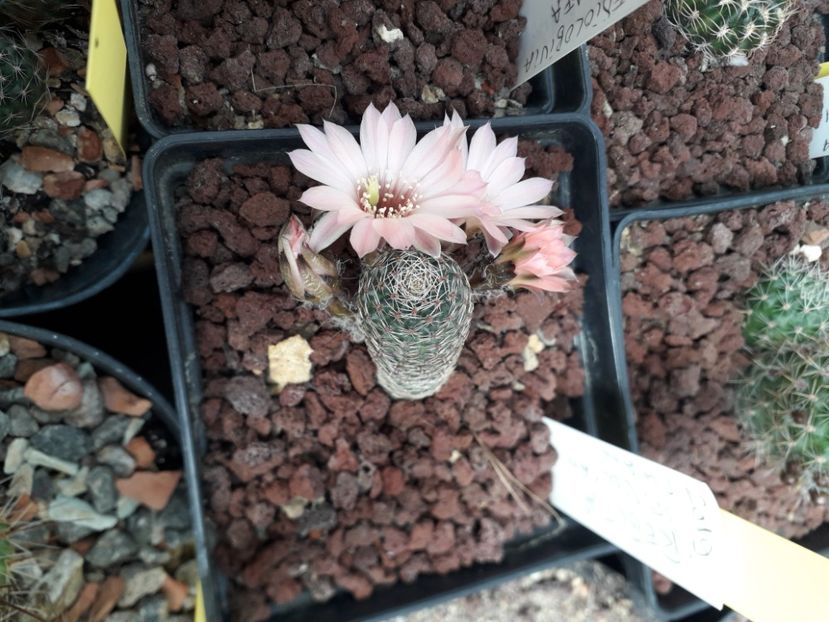 Mediolobivia  sp - Cactusi înfloriti 2020