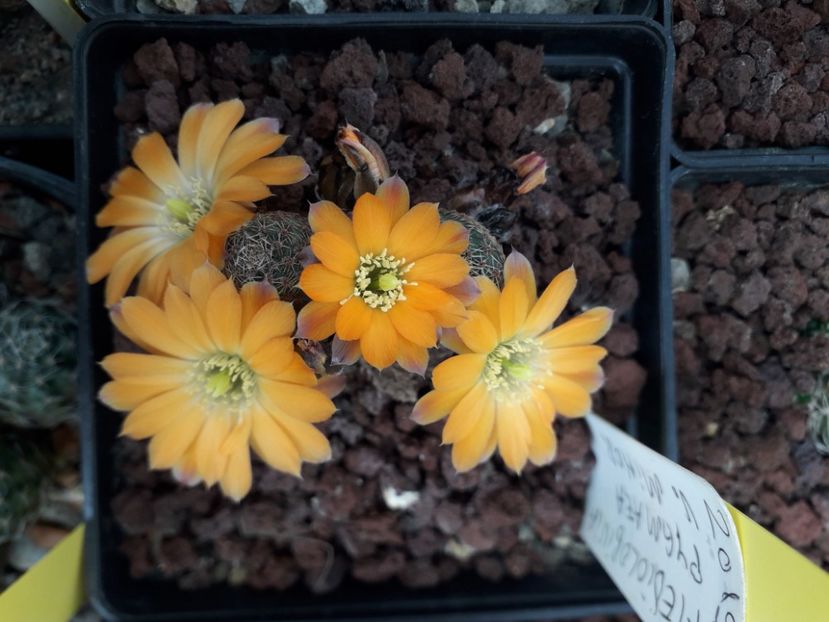 Mediolobivia pygmaea v minor - Cactusi înfloriti 2020