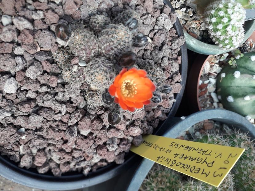 Mediolobivia pygmaea v tafnaensis - Cactusi înfloriti 2020