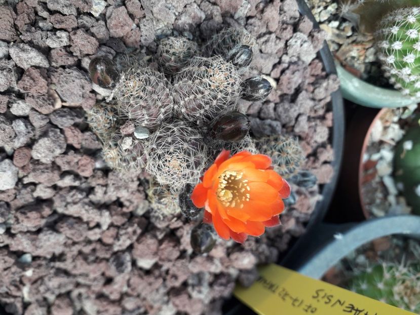 Mediolobivia pygmaea v tafnaensis - Cactusi înfloriti 2020