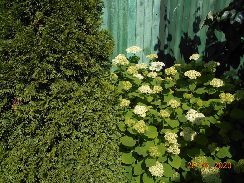  - 1Azalee-rhododendroni-heleborusi-hortensii-hoste 2020