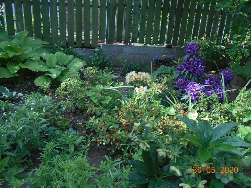  - 1Azalee-rhododendroni-heleborusi-hortensii-hoste 2020