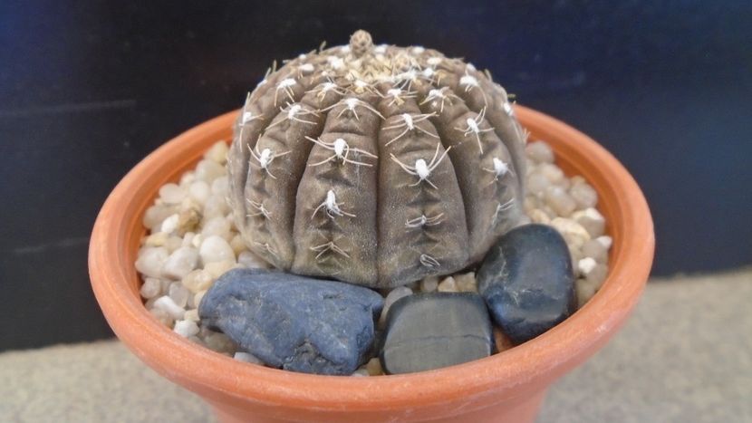 Gymnocacalycium ragonesei - Cactusi 2020 Gymnocalycium