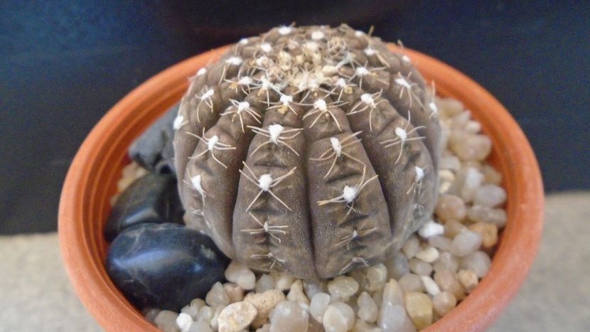 Gymnocacalycium ragonesei - Cactusi 2020 Gymnocalycium