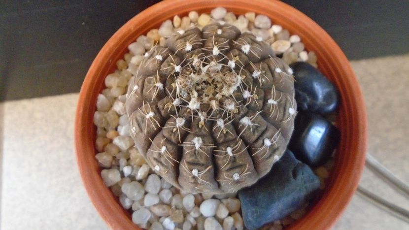 Gymnocacalycium ragonesei - Cactusi 2020 Gymnocalycium