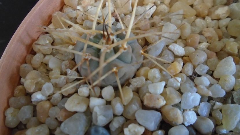 Gymnocalycium spegazzinii ssp. sarkae, KP54, San Felipe - Cactusi 2020 Gymnocalycium