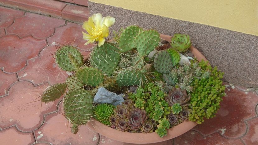 Opuntia phaeacantha - Cactusi 2020 evolutie primavara