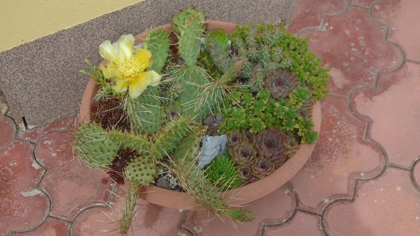 Opuntia phaeacantha - Cactusi 2020 evolutie primavara