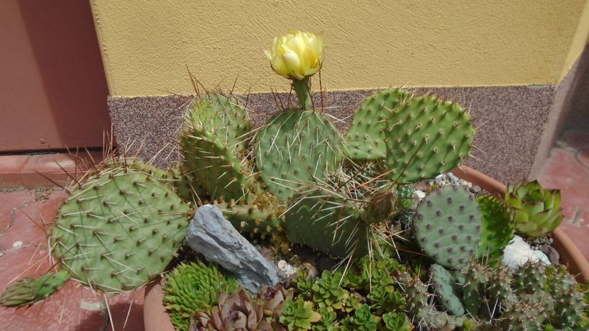 Opuntia phaeacantha - Cactusi 2020 evolutie primavara