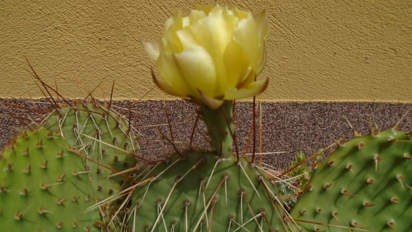 Opuntia phaeacantha - Cactusi 2020 evolutie primavara