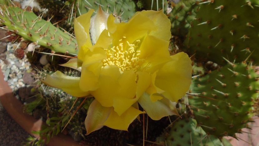 Opuntia phaeacantha - Cactusi 2020 evolutie primavara