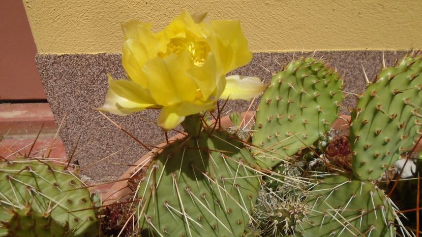 Opuntia phaeacantha - Cactusi 2020 evolutie primavara