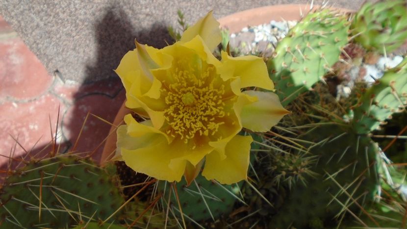 Opuntia phaeacantha - Cactusi 2020 evolutie primavara