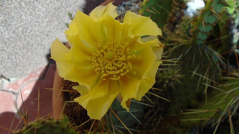 Opuntia phaeacantha - Cactusi 2020 evolutie primavara